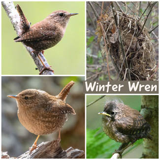 Winter Wren